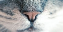 Haftpflichtversicherung Tierhalter Hund Katze Pferd